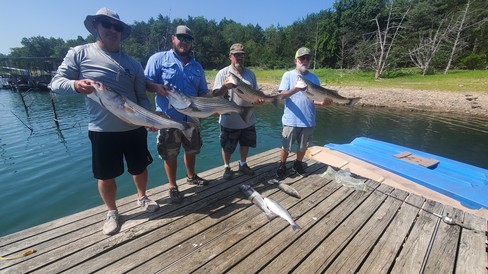 Beaver Lake Striped Bass Fishing Report Guided Striper