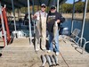 (10/14/2024) - Nice Striped Bass