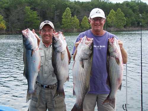 Nice mess of Stripers