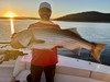 (09/30/2024) - Nice Striped Bass