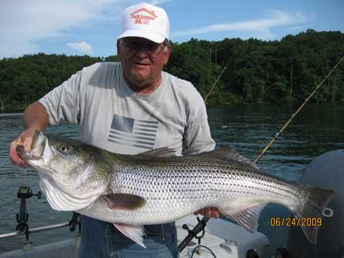 Nice Striped Bass